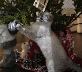 Можно вам помочь нарядить елку?