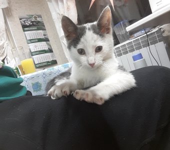 Мой маленький инопланетянин