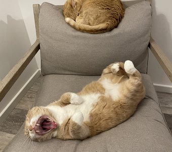 Кто в доме хозяин