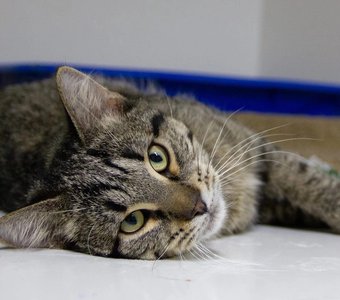 Сириус — котёнок экстраверт