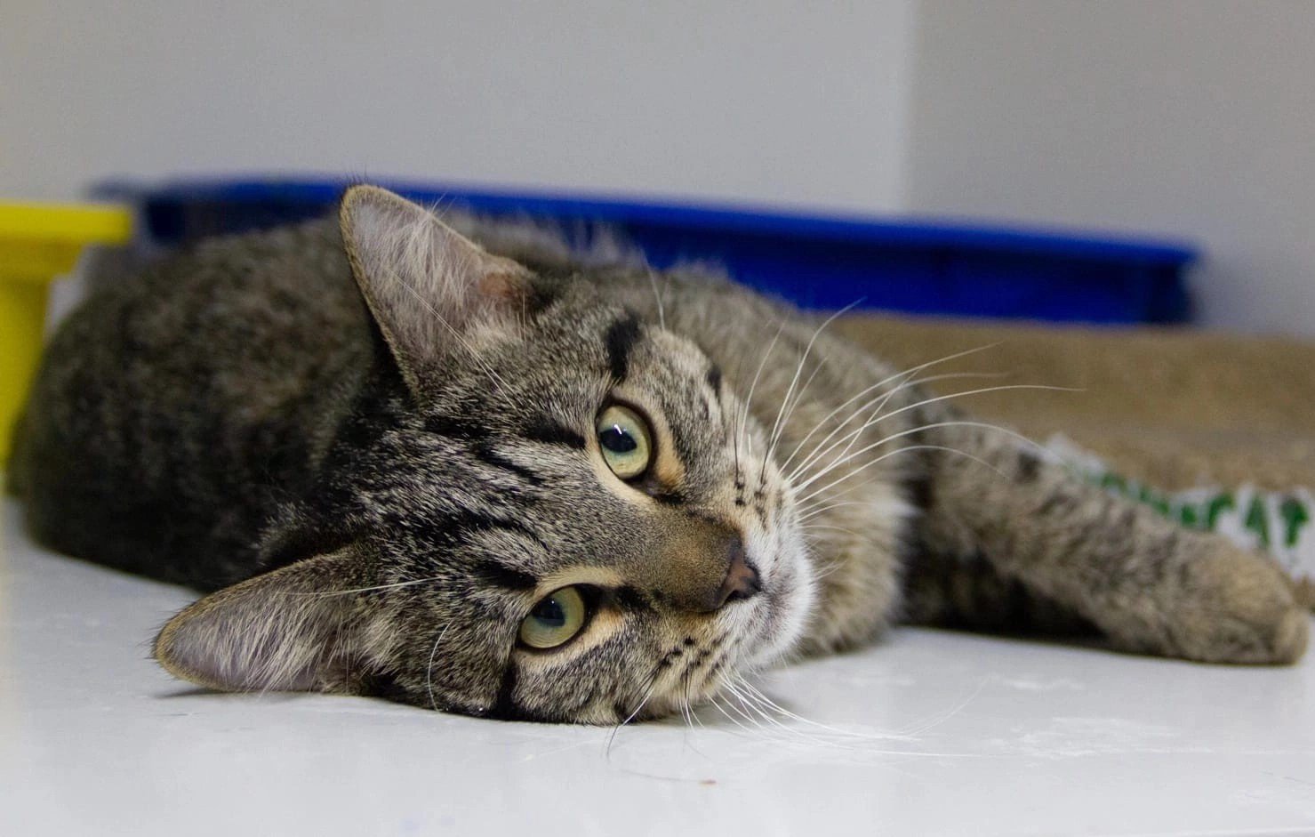 Сириус — котёнок экстраверт