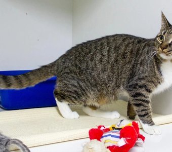 Один брат дома, другой в приюте