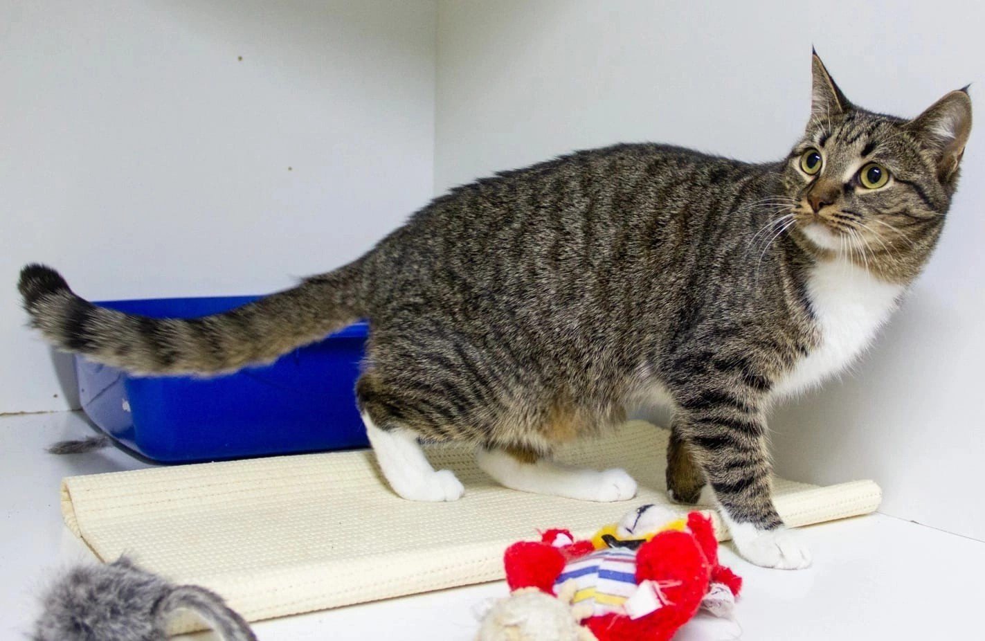 Один брат дома, другой в приюте