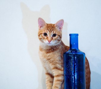 Помощник фотографа