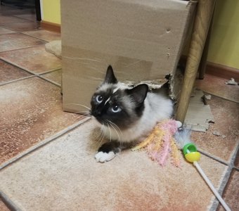 Побег из курятника