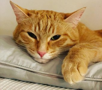 Жизнь удалась