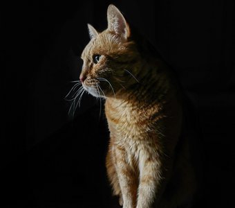 Кошачий портрет