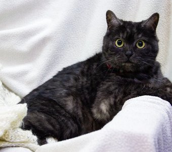 Красавица Аляска ищет семью