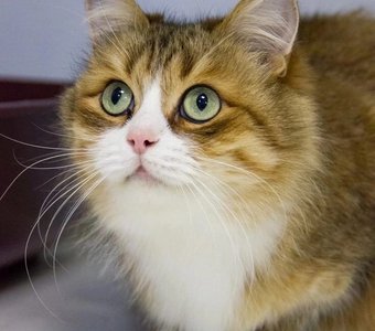 Лейла была частью большой семьи, но оказалась в приюте