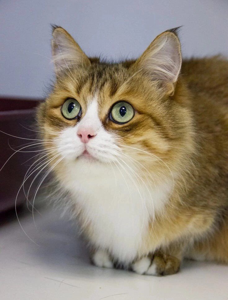 Лейла была частью большой семьи, но оказалась в приюте