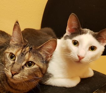 Шерочка с Машерочкой