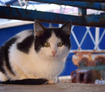 Маленький инь-ян