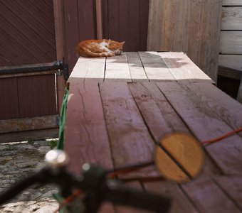 Котик в Коломне