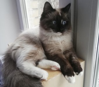 Я не обиделся, я задумался