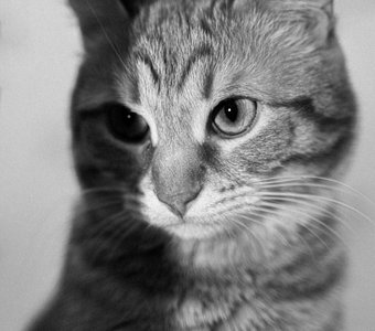 Серый кардинал