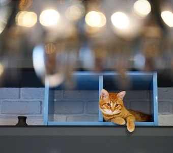 Новая высота