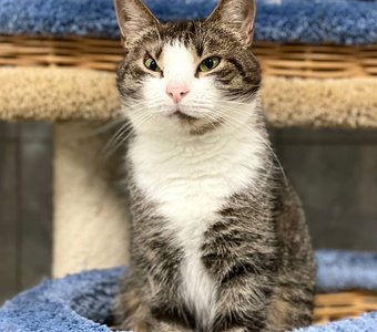 Барсик, на вид бандит, а внутри добряк)