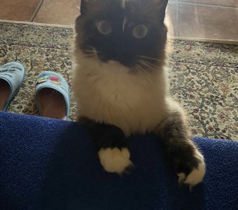 Сосиска говоришь?