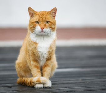 Севастопольский котик