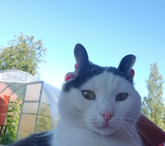 Я сегодня зайка)))