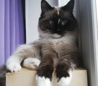 Сосиску я спрятал очень хорошо