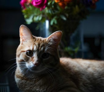 А я все-таки лучше цветов