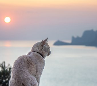 Котики тоже любят закаты