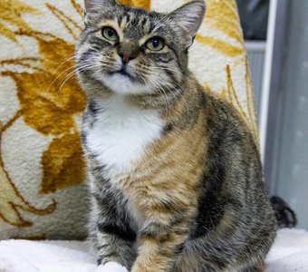 Вилма была спасена с улицы вместе с котятами