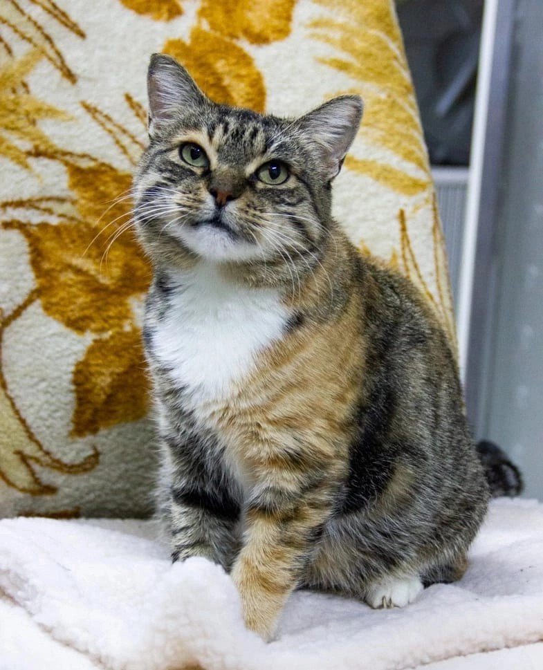 Вилма была спасена с улицы вместе с котятами