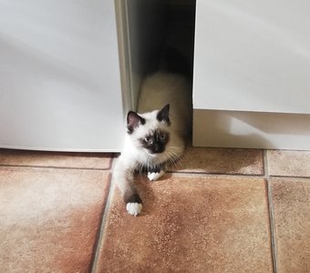 Агент шоколадные ушки на позиции