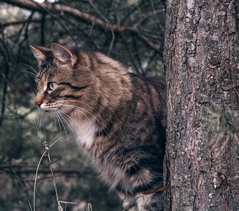 Кот, что охраняет нас на прогулке в лесу