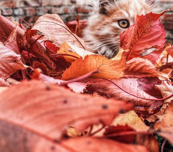 Осенний котя