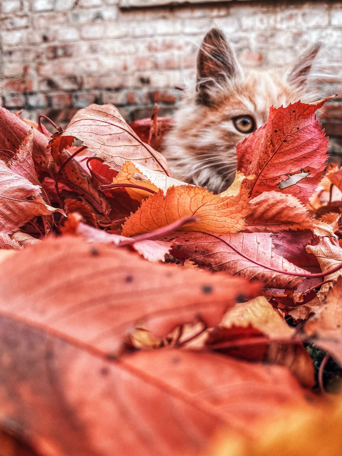 Осенний котя