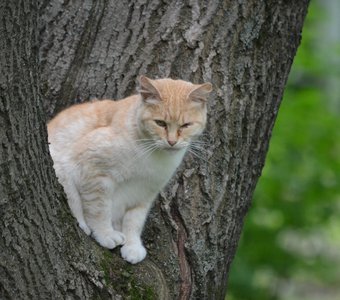 Рязанский хулиган