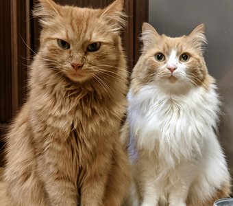 where food?