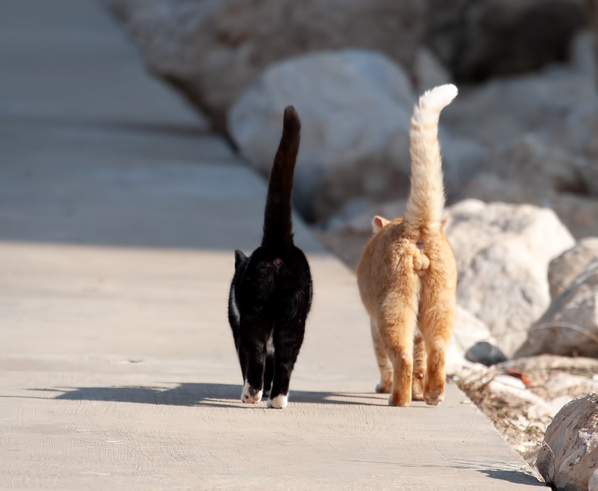 Два кота бегут. Кот с поднятым хвостом. Котик гуляет. Кот уходит.