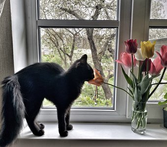 Проверка тюльпана