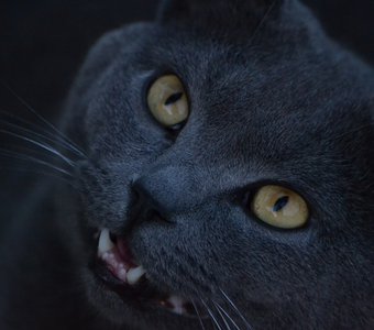 Чеширский кот