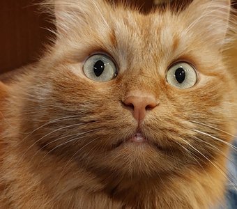 the look