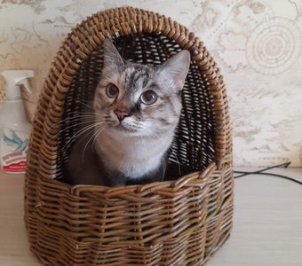 Птичек ждём