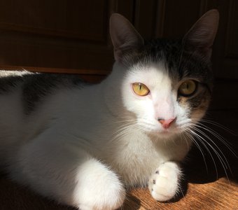 Эти глаза напротив 😻