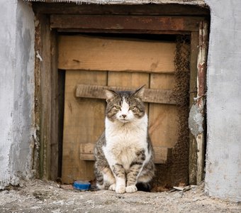 я во дворе главный