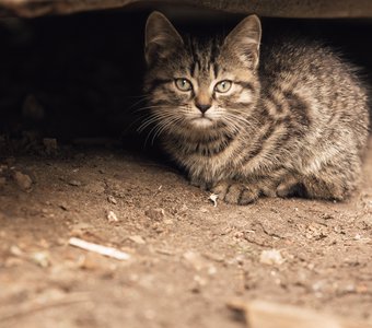 спрячусь здесь