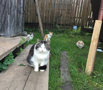 Деревенская банда