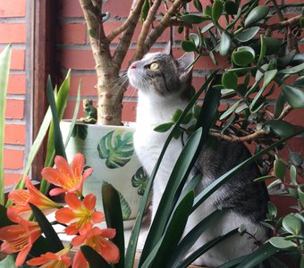 Зов джунглей 🐅