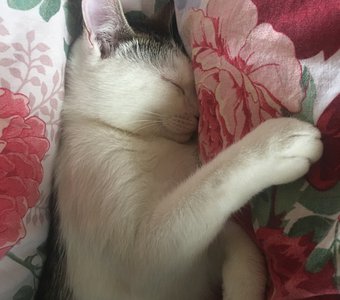 Солнышко мое, вставай!