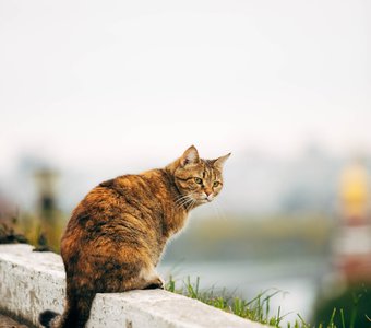 городской смотритель