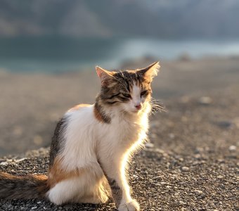 Кошка и закат в горах