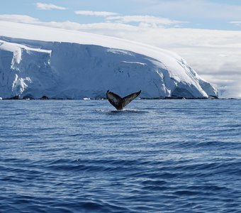 Горбатый кит в Антарктике