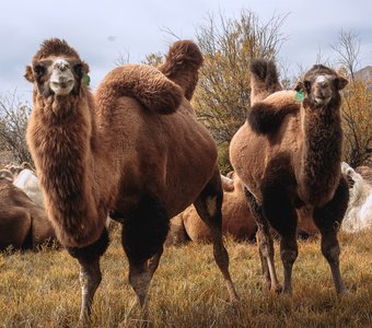 В Чуйской степи
